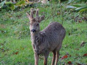 B&B / Chambres d'hotes Chateau du Deffay : photos des chambres