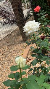 Pousada Villa Cachoeira