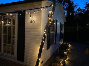 40, Theme Forest world - Dogs allowed!