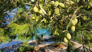 Vila Dream 1st row to the sea