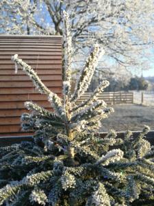 Sunny Mount Glamping Pod
