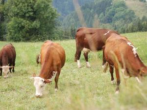 Appartement confortable au centre, 10 pers., animaux admis, parking - FR-1-505-122