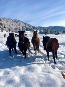 Chata na Zbojskej - Zbojská