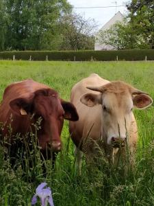 B&B / Chambres d'hotes La Chaussee d'Olivet en Mayenne : photos des chambres