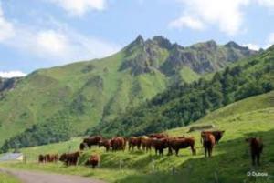 Appartements Lilas, Gite Saint Antoine, Orcival, Entre Sancy et Volcans. : photos des chambres