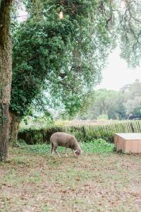 Maisons de vacances Relais du vieux sauvaire : photos des chambres
