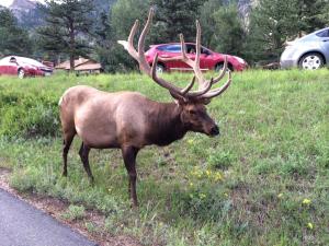 Elkhorn One Bedroom Condo with River View from Deck and Walking Distance to Estes Park - #3262