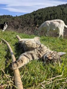 Chalets Cabane entre Cevennes, Tanargue et Monts d'Ardeche : photos des chambres