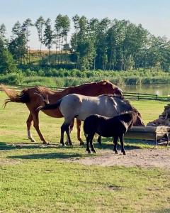 Agrotourist Maryska Małe Leźno