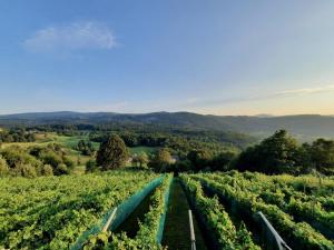 Vineyard cottage Kulovec 