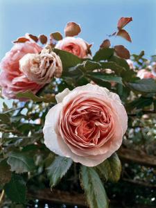 Au 3 La Cour à Tôt