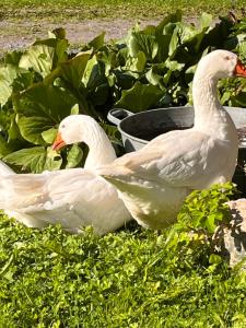 Grindstugan på Fyrås Gård