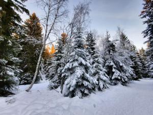 Appartements La Petite Foret Chamrousse 1700 : photos des chambres