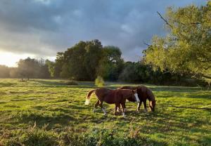 Maisons de vacances gite en bord de Loire : photos des chambres