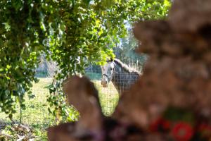 Casa Montjuïc Mare & Passione img32