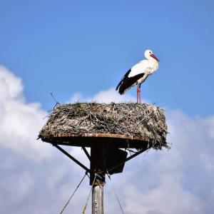 Maisons de vacances Agreable maison de pecheur, proche ile d'Oleron : photos des chambres