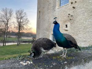 Maisons de vacances Un chateau en Bourgogne : photos des chambres