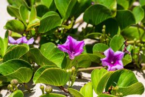 Village Porto Feliz Itacimirim