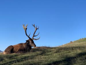 Ferienhaus Brandacher