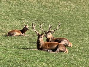 Ferienhaus Brandacher