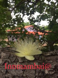 Pousada e Chales Mambaí Inn