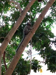 Pousada e Chales Mambaí Inn