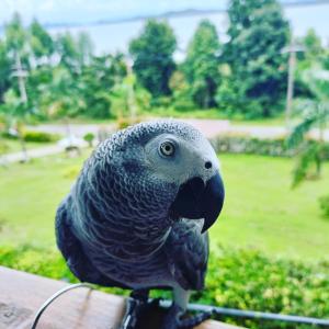 Resting Place Ko Yao Yai