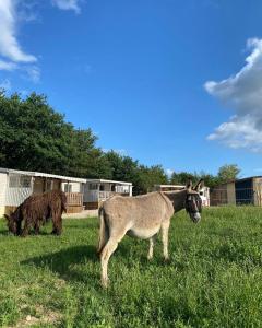 Campings Camping de la ferme aux anesses, mobil home myrtille : photos des chambres