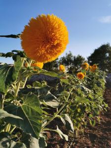 Holiday home Iva with pool