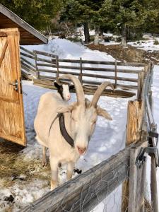 Appartements T2- 4pers- Chamrousse Bachat Bouloud : photos des chambres