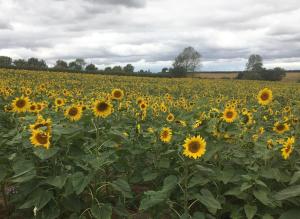 Maisons de vacances Virolet Barn : photos des chambres