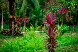 Paris Themed Cabaña - Minutes Drive to Beach - Cóbano