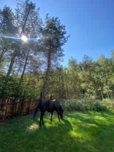 Domek z balią w lesie na Mazurach