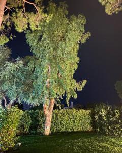 Gli Ulivi Rosamarina Ostuni