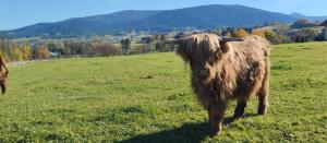 ZALASEK Gospodarstwo Agroturystyczne z Alpakami