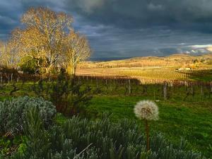 Maisons de vacances Les Vignes : photos des chambres