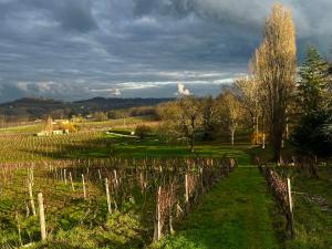 Maisons de vacances Les Vignes : photos des chambres