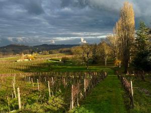 Maisons de vacances Les Vignes : Maison de Vacances