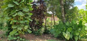 Ventana a la Selva Casa Residencial