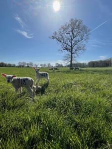 Maisons de vacances 