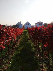 Vinoza - ubytování a vinný sklep Velké Bílovice Pod Vinicí