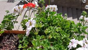 Appartements Maison a Tour Briancon : photos des chambres