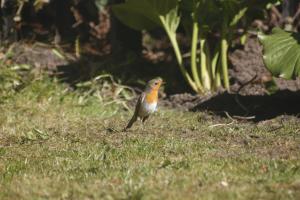 Bursztynowy Domek Poddąbie