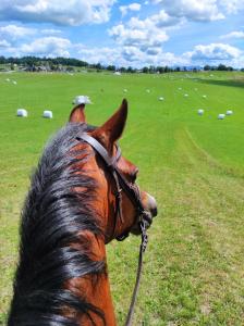 Agroturystyka w Maruszynie