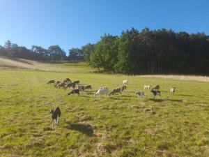 Maisons de vacances Chez Marcelle : photos des chambres