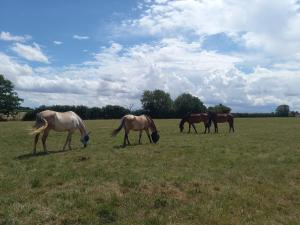 Campings Ferme equestre du grand Epinay : photos des chambres