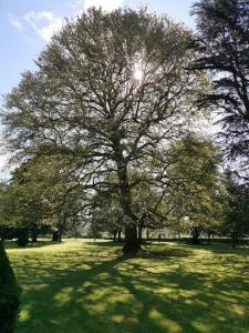 Villas Chateau de Clerans : photos des chambres