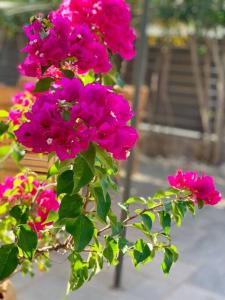 Villa Oleander Agios Nikolaos Loutra Edipsou