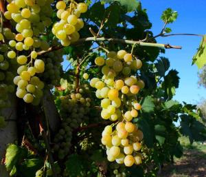 Domus Sol Aria 2 img26