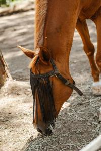 LAS GLICINIAS casa rural en el campo